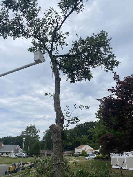Briggs Tree Service & Landscaping