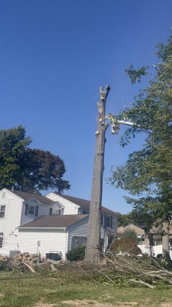 Briggs Tree Service & Landscaping