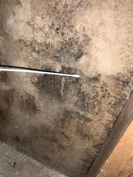 Florida Mold Testing