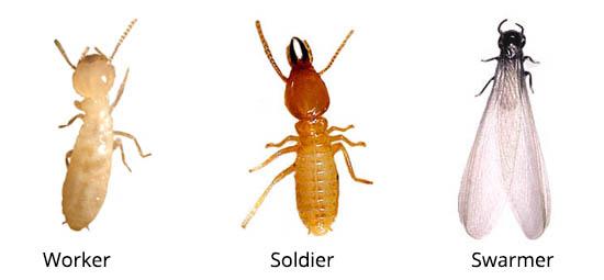 Cal Valley Termite