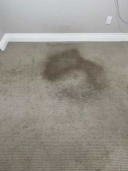 Signature Carpet Care