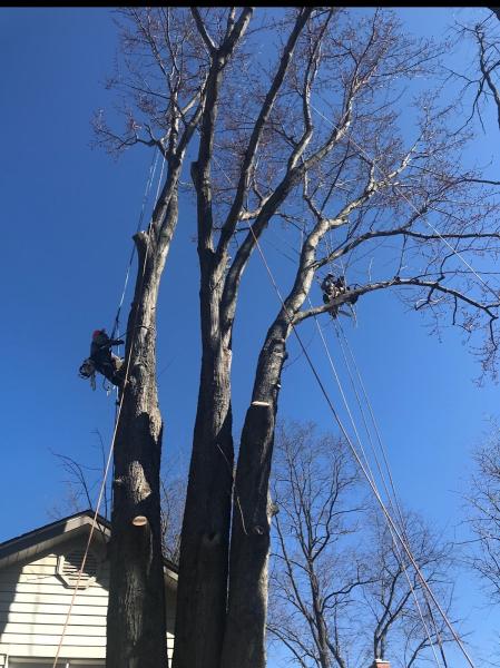 Black Cherry Tree Service