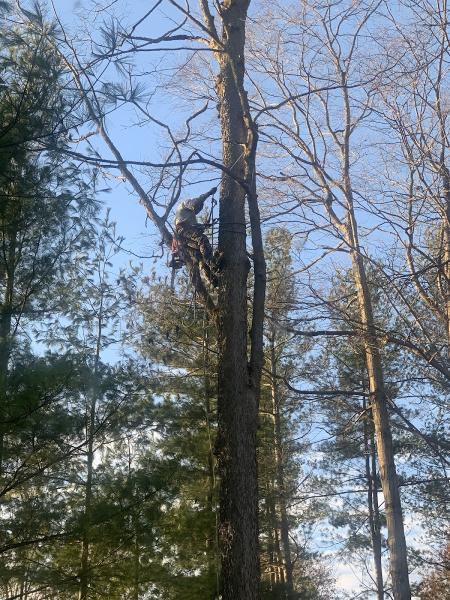 Black Cherry Tree Service