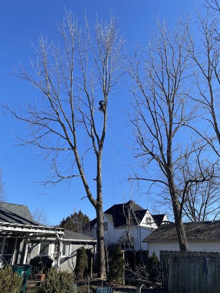 Black Cherry Tree Service