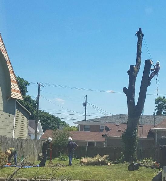 Black Cherry Tree Service