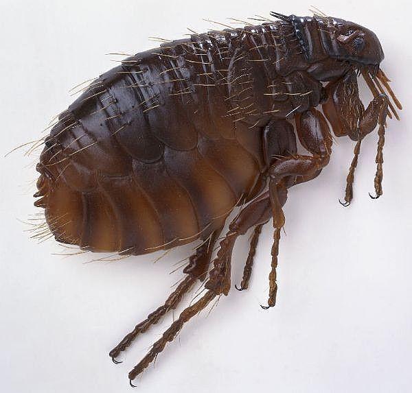 Crankerup Pest Control