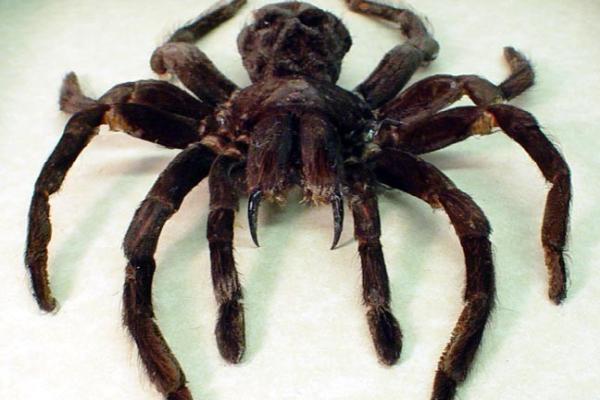 Crankerup Pest Control