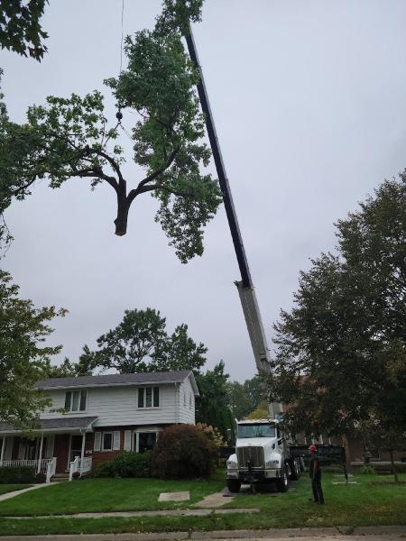 TNT Tree Service