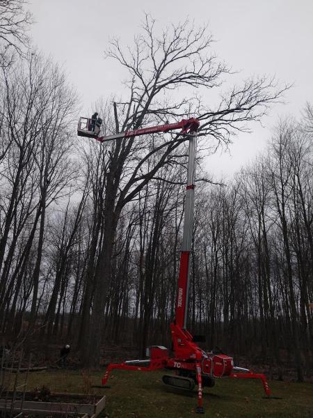 TNT Tree Service