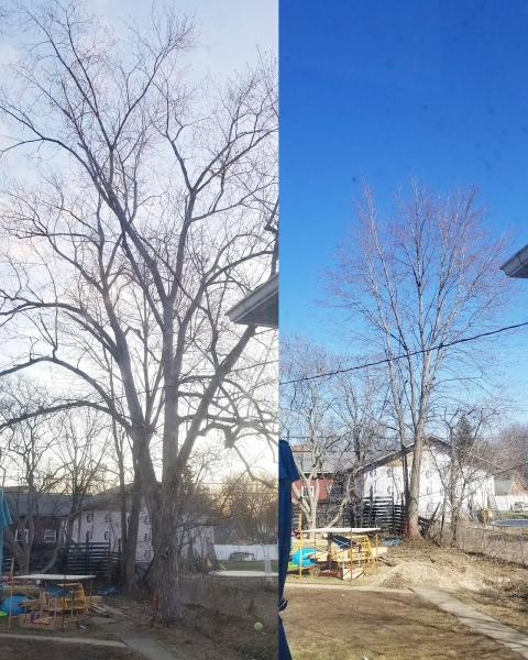 TNT Tree Service