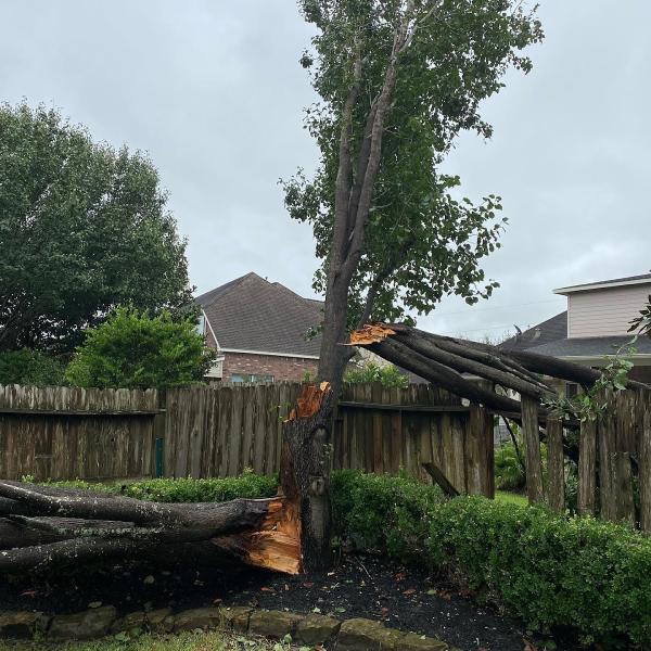 Cody's Tree Service