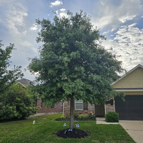 Cody's Tree Service
