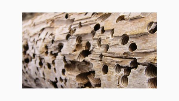 Finley Termite & Pest Control