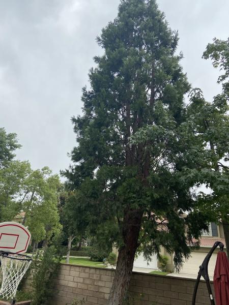 JBS Tree Care Inc