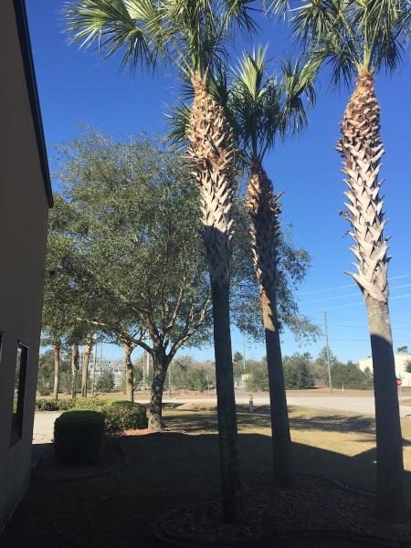 Nature Coast Treescapes