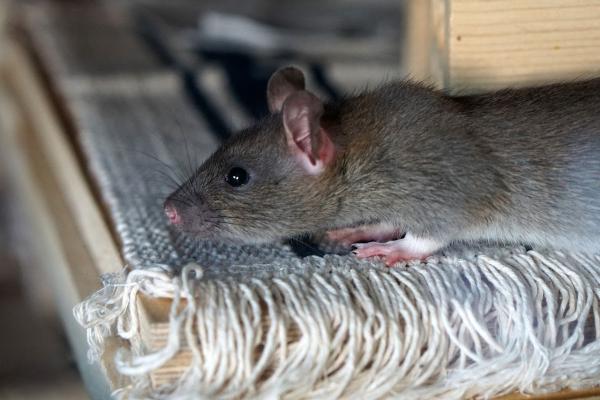 Get Smart Rat Solutions