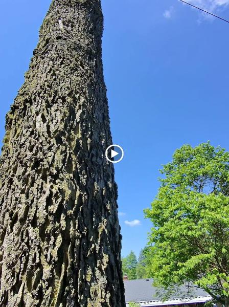 F & F Tree Service