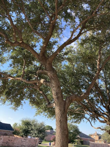 Advanced Tree Services