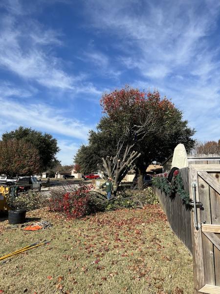 Advanced Tree Services