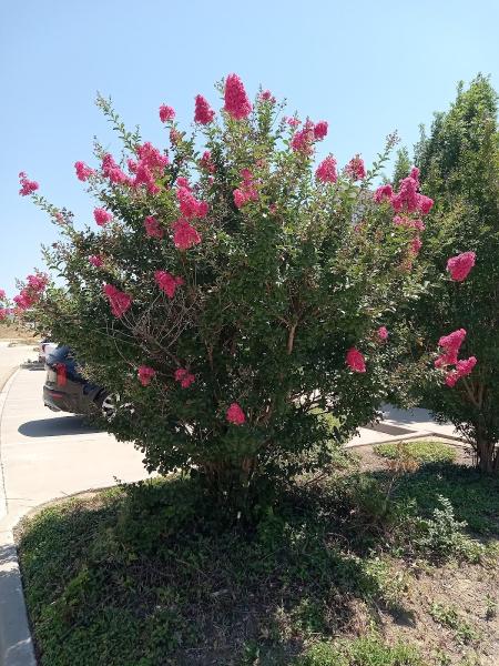 Lone Star Landscapes