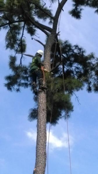Olvera Lone Star Tree Service
