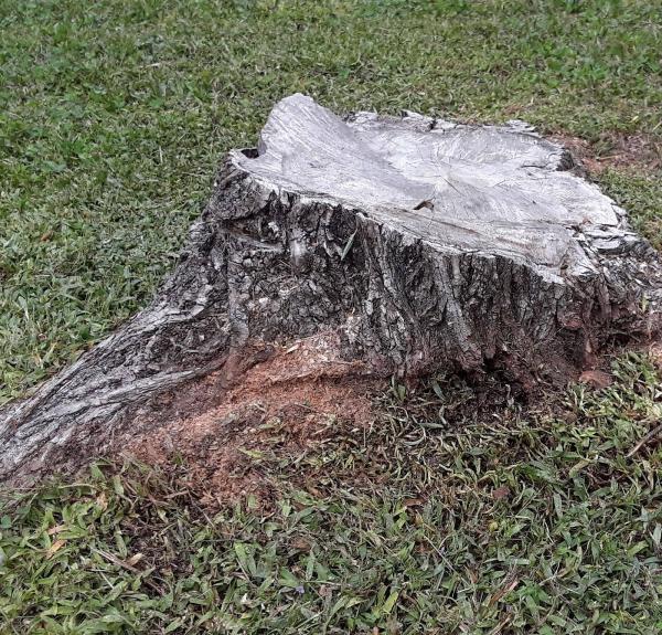 Atlantic Tree & Stump