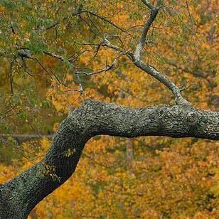 Boone's Tree Service