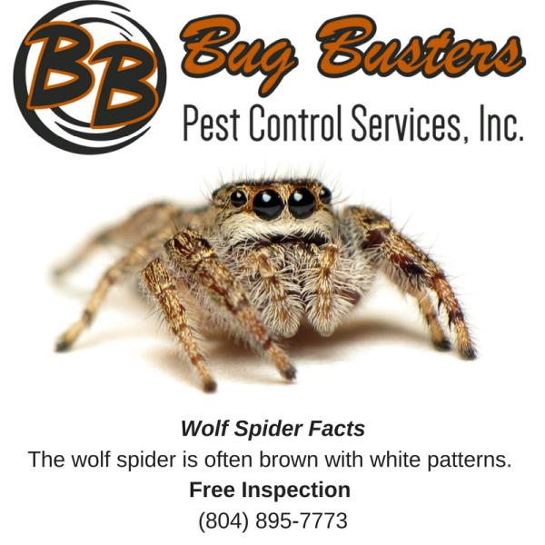 Bug Busters Pest Control Services