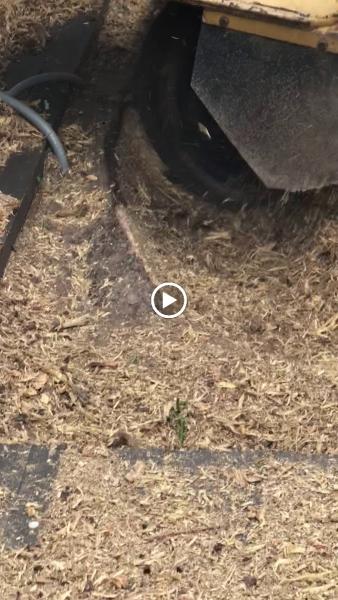 Tafoya's Tree Service & Stump Grinding