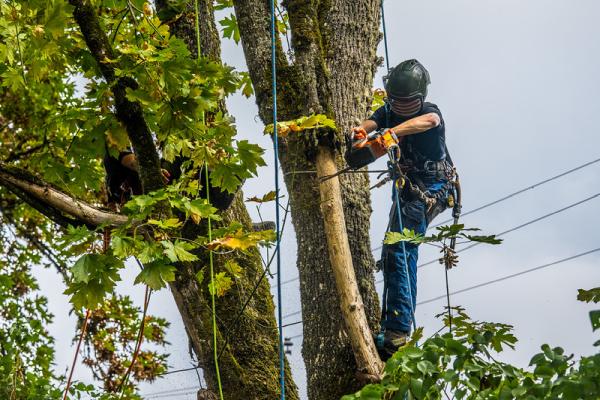 Urban Arbor Care
