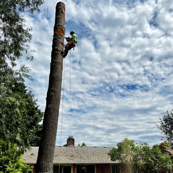 Urban Arbor Care
