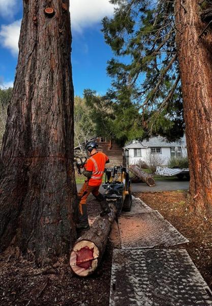 Urban Arbor Care