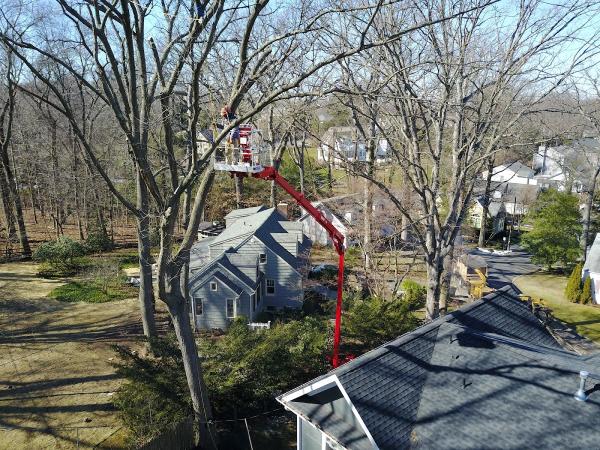 Frontier Tree Company