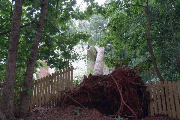 Everett Tree Service