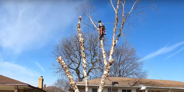 Carter Family Tree Removal