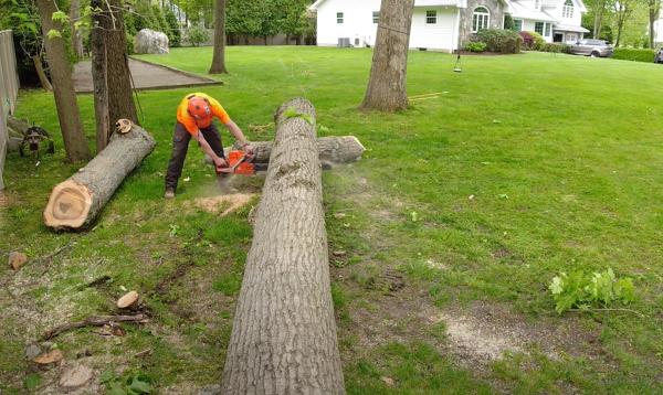 Carter Family Tree Removal