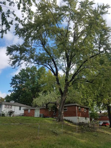 Glorioso Tree Service