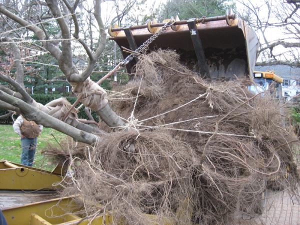 Destito Tree Services