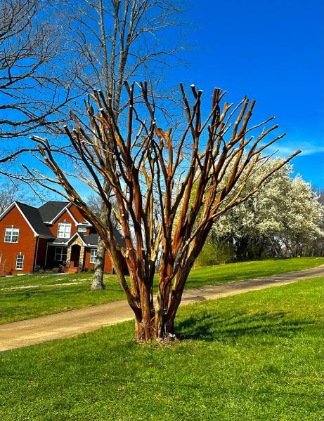 JRM Tree Service Care For Life LLC