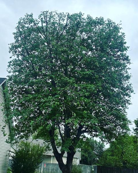 JRM Tree Service Care For Life LLC