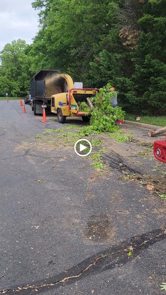 Beaver Tree Service LLC