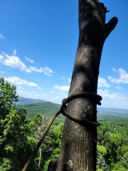 Beaver Tree Service LLC