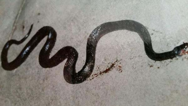 Basic Wildlife Removal