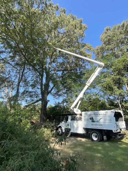 Vasquez Tree Service and Stump Grinding