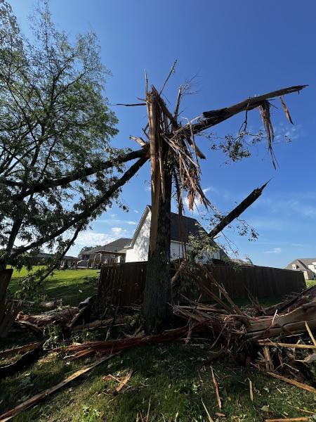 Vasquez Tree Service and Stump Grinding