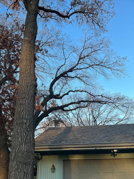 Alliance Tree Care Inc