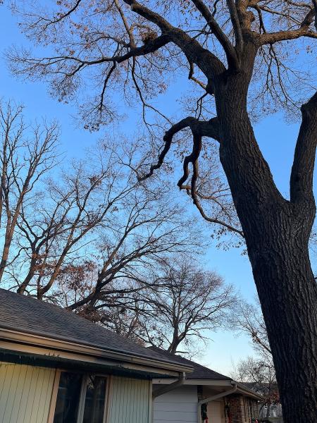 Alliance Tree Care Inc