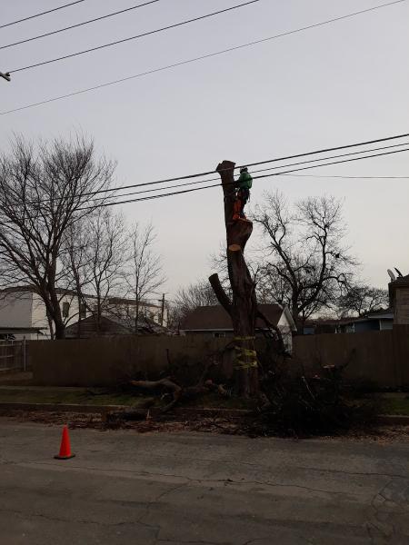 Chippers Tree Service