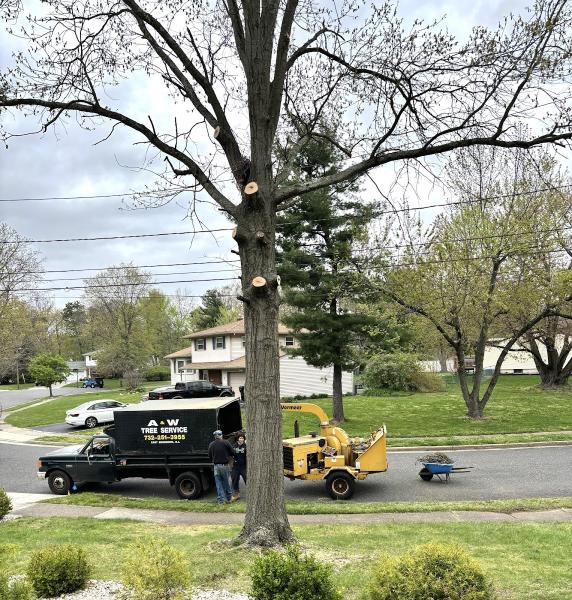 A & W Tree Services