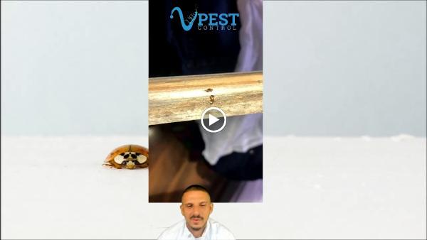 V Pest Control